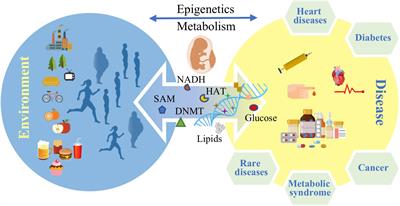 Frontiers | Epigenetics And Metabolism In Health And Disease